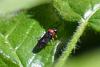Eutomostethus ephippium